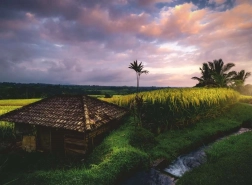 Puzzle Bali Rice Fields 500 pieces