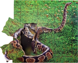 Just Jigsaws čūskas dzīves cikls – koka slāņainā puzle