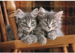 Clementoni puzzle with kittens 500 pieces