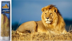 Dimanta gleznošana Lauvas majestāte 30x40 cm