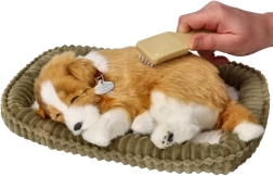 Elpojošs borderkollija kucēns adopcijai