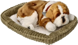 Elpojošs buldoga kucēns