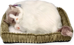 Elpojošs ragdola kaķēns Perfect Petzz