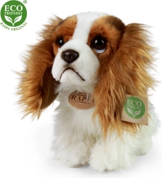 Pūkainais suns King Charles spaniels 25 cm
