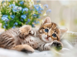 RAVENSBURGER Puzzle Cuddly Kitten 500 Pieces