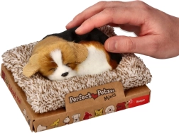 Riecošs bīgls uz guļvietas