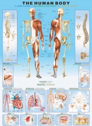 EuroGraphics Puzzle Human Body 1000 Pieces