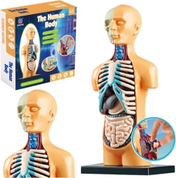 Cilvēka ķermeņa anatomijas modelis izglītībai