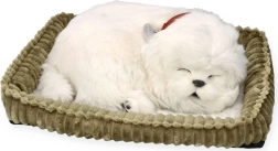 Adopt a Maltese Puppy PERFECT PETZZZ