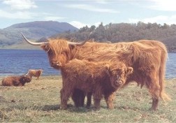 House of Puzzles Scottish Highland Cattle 1000-Piece Puzzle
