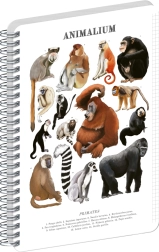 Notique spirāles bloks Animalium – primāti, rūtiņu A5