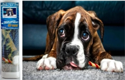 Diamond painting - Boxer dog
