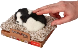 Guļoša borderkollija uz guļvietas