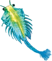 Kosmos ūdens mīlulis – sālsūdens garnelīte (žabronožka)