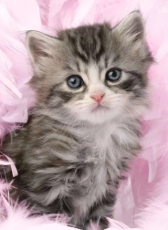Puzzle Cute Kitten 500 Pieces