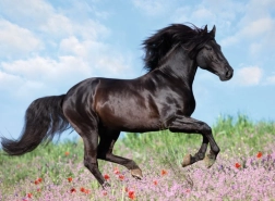 Ravensburger puzzle Beautiful Horses 200 pieces