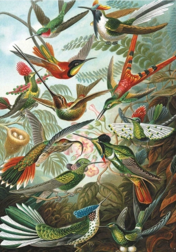 Puzle "Kolibri" 1000 gabali