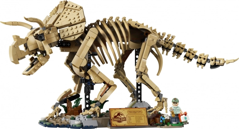 Detailed Triceratops skeleton as a display model