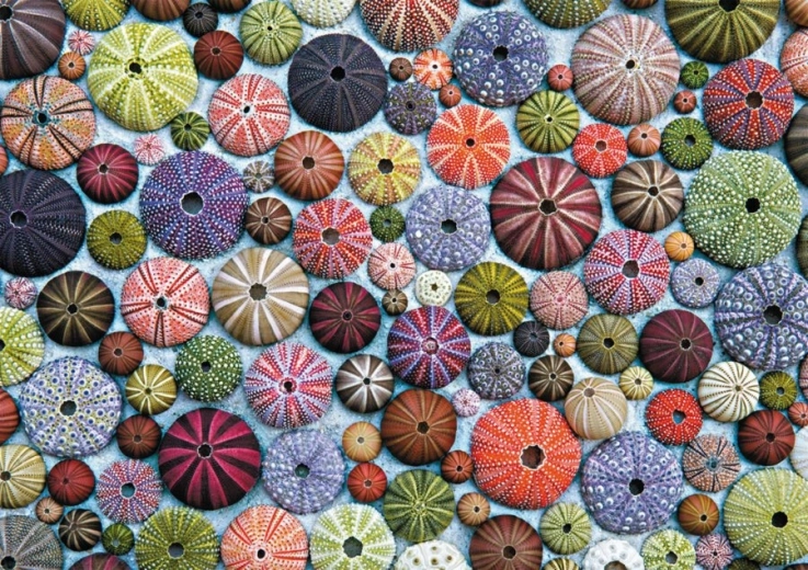 Jūras ežu puzle 1000 gabali PIATNIK