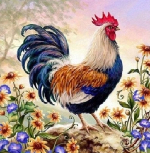 Norimpex gleznošana pēc numuriem Gaiļa ziedos 40 × 50 cm