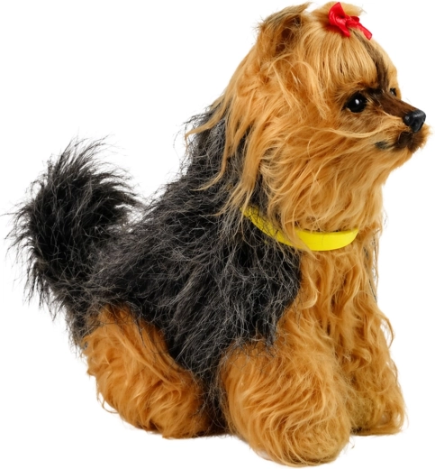 Adorable Yorkshire Terrier Appearance