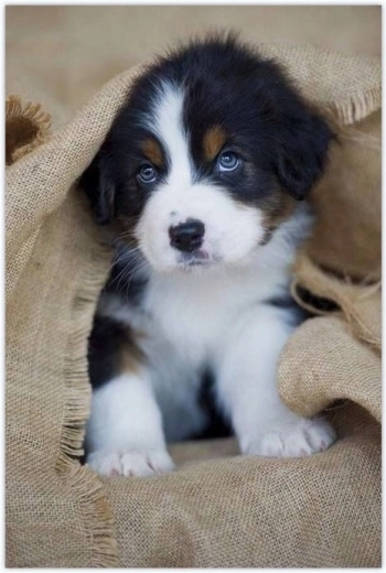 Norimpex Paint by Numbers Puppy Under a Blanket 40 × 50 cm