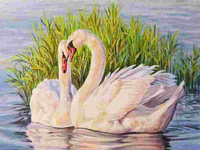 Norimpex Gleznošana pēc numuriem “Gulbji” 40 × 50 cm