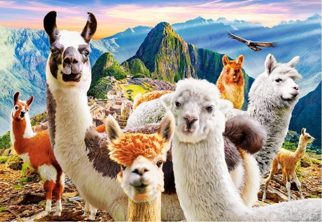 Puzle 200 gabali llamas selfie