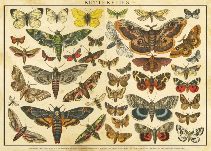 Puzzle Vintage Nature: Butterflies 2000 Pieces