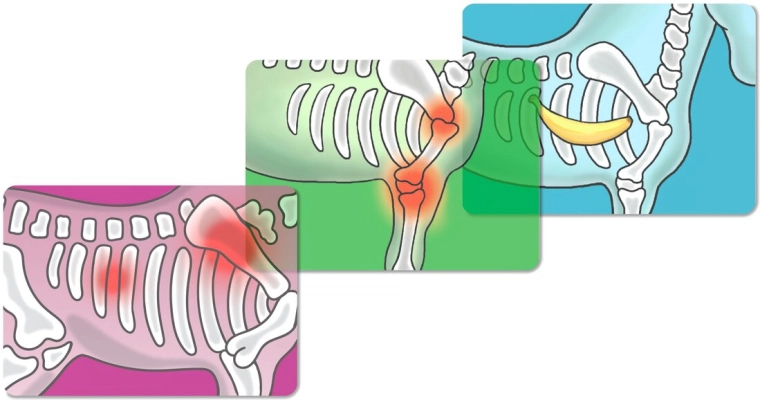 X-ray and diagnostics just like real