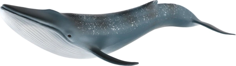 Realistic whale design
