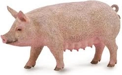 Cūkas mātīte Collecta