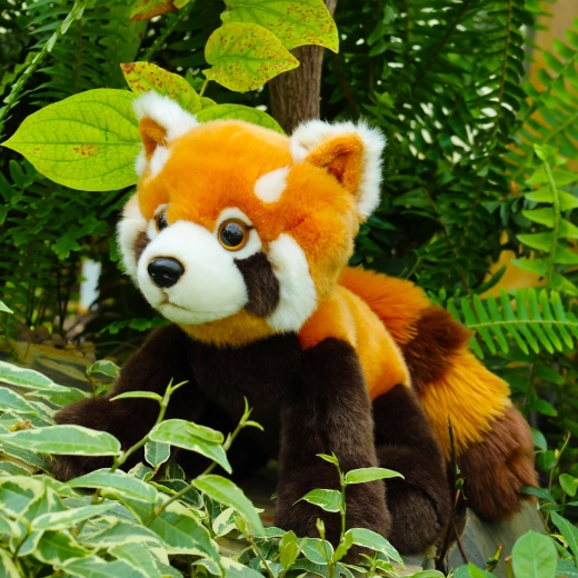 Sarkanās pandiņas realistiskās detaļas