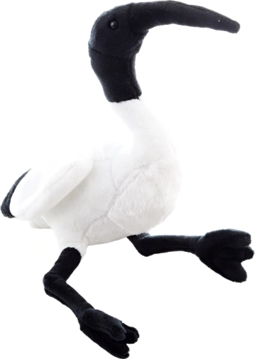 Typical ibis appearance