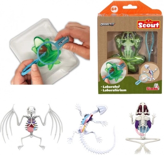 Mini dissekcijas laboratorija – varde, salamandra vai sikspārnis