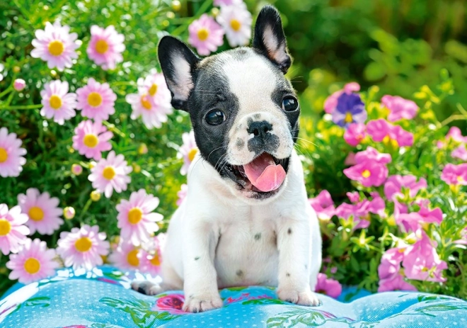 Puzzle 500 gabali French Bulldog Puppy