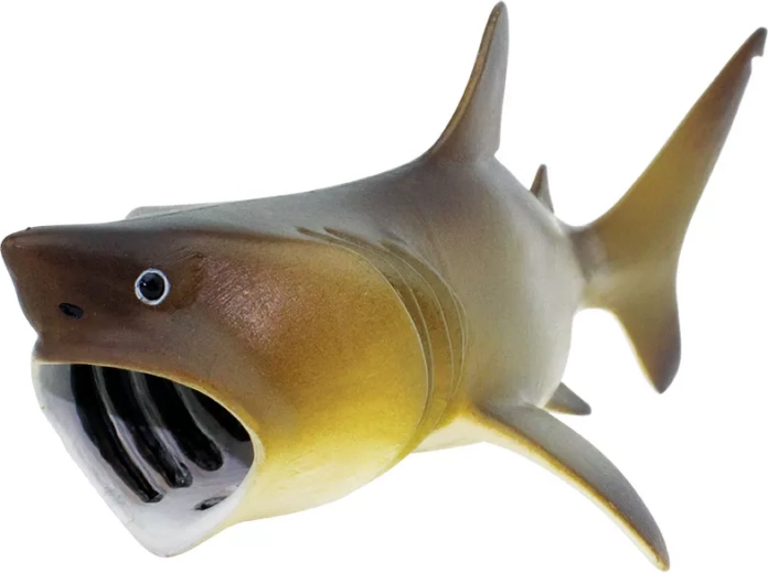 Typical open mouth for filtering food