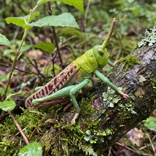 Fun way to discover nature
