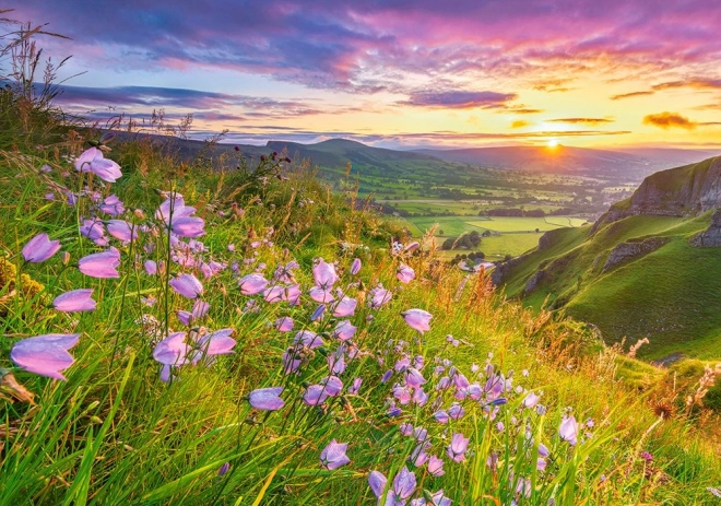 Puzle Harebells at Sunrise – 500 detaļas
