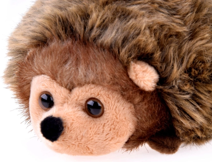 Realistic hedgehog appearance