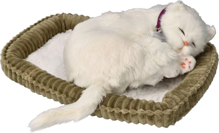 Adopt me short‑haired white kitten