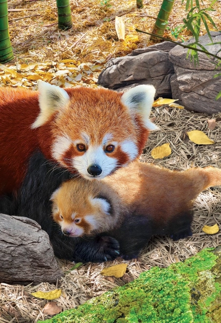 Puzle Save Our Planet: sarkanās pandas XL 250 detaļas