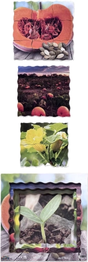 Four stages of pumpkin growth