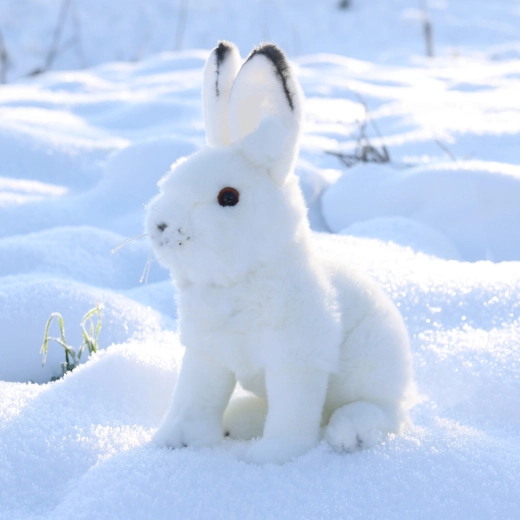 True-to-life Arctic hare appearance