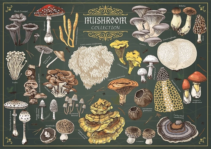 Puzzle TREFL Premium Plus Finders Keepers: Mushrooms 500 pieces