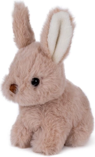 Adorable bunny appearance