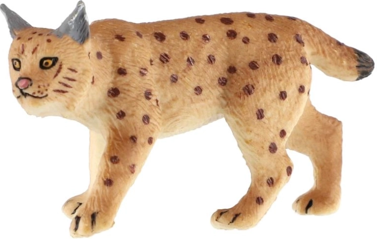 Characteristic features of the lynx