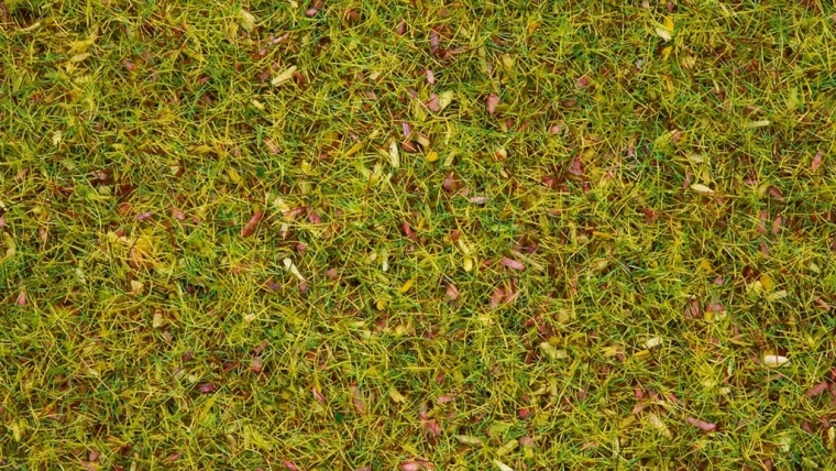 Noch statiskā zāle ziedoša pļava 2,5 mm
