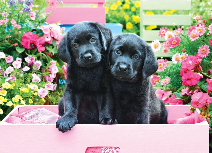 EUROGRAPHICS Puzzle Labradors in a Box XL 500 Pieces