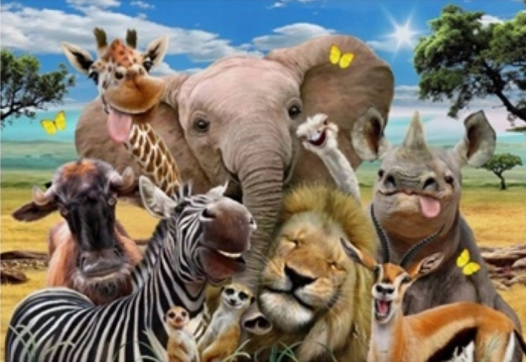 Norimpex Paint by Numbers Safari 40 × 50 cm